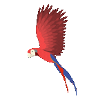 Flying parrot